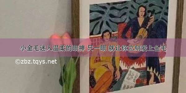 小金毛迷人温柔的眼神 只一眼 就让你立刻爱上金毛