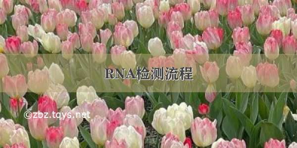 RNA检测流程