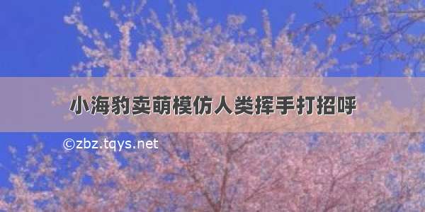 小海豹卖萌模仿人类挥手打招呼