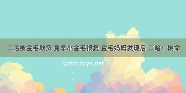 二哈被金毛欺负 竟拿小金毛报复 金毛妈妈发现后 二哈：饶命