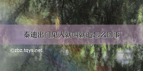 泰迪出门见人就叫就追怎么回事