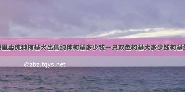 山东青岛哪里卖纯种柯基犬出售纯种柯基多少钱一只双色柯基犬多少钱柯基幼犬 小短腿