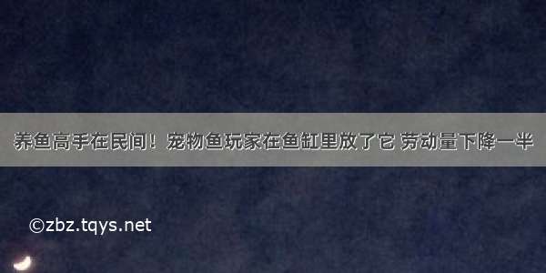 养鱼高手在民间！宠物鱼玩家在鱼缸里放了它 劳动量下降一半