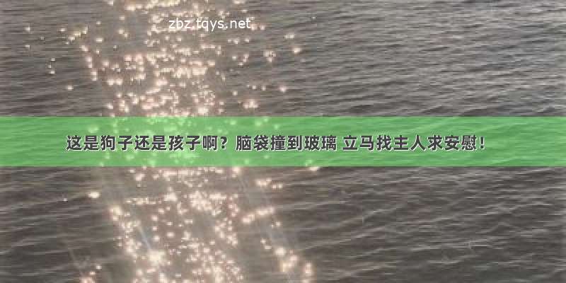 这是狗子还是孩子啊？脑袋撞到玻璃 立马找主人求安慰！